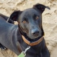 Koda sucht ein liebes Zuhause, Hund zur Adoption