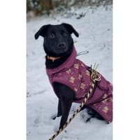 Püppi - wartet in 50374 Erftstadt, Hündin zur Adoption