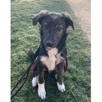 Honey-Moon - wartet in 91054 Erlangen, Hündin zur Adoption