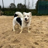 Harry von kettenlos, Hund zur Adoption