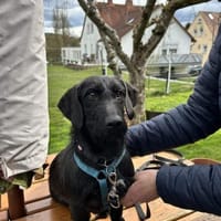 Molli, Hündin zur Adoption