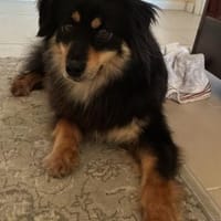 Lio - neugierig und leinenführig - in DE, Hund zur Adoption