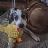 Lilly-Hope - wartet in 07607 Eisenberg, Hündin zur Adoption