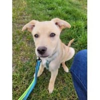 Oro - wartet in 77746 Schutterwald, Hund zur Adoption