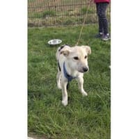 Kellogs - wartet in 92334 Berching, Hund zur Adoption