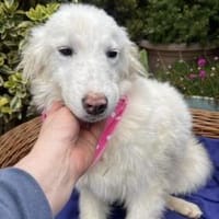 Leni, Hündin zur Adoption