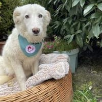 Basti, Hund zur Adoption