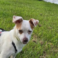 Mary-Lou auf Pflegestelle, Hündin zur Adoption