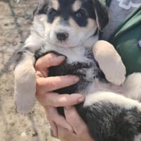 Nova, Hündin zur Adoption