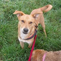 MITTER ❤, Hund zur Adoption