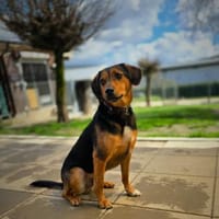 Petri, Hund zur Adoption