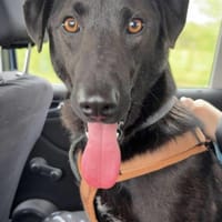 LINUS, unsicherer Schatz sucht Zuhause!, Hund zur Adoption
