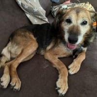 LIZI, freundlich, lieb und genügsam, Hündin zur Adoption