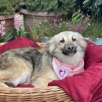 Vroni, Hündin zur Adoption