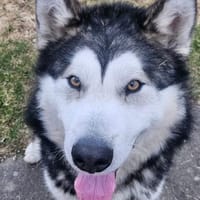 NANOOK - menschenbezogen und pfiffig, Hund zur Adoption