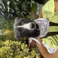 Sunny, Hund zur Adoption