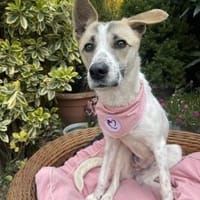 Franzi, Hündin zur Adoption