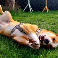 Mica - ein echtes Juwel auf 4 Pfoten, Hündin zur Adoption