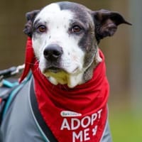 Tilda sucht ihr Zuhause, Hündin zur Adoption