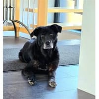 Monalisa - wartet in 38446 Wolfsburg, Hündin zur Adoption