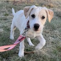 Welpenbub Toby, Hund zur Adoption