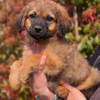 kleiner Ulli sucht seine Menschen 😍, Hund zur Adoption