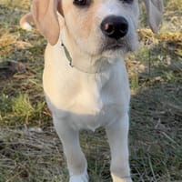 Süßer Theo, Hund zur Adoption