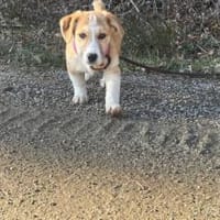 Wer verliebt sich in Chipsy?, Hündin zur Adoption