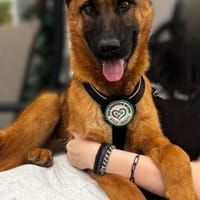 Pumuckel möchte sein Herz verschenken..., Hund zur Adoption