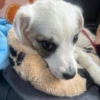 Kleiner lieber Ole sucht seine Familie, Hund zur Adoption