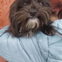 Stine 33 cm (Pflegestelle), Hündin zur Adoption