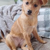 Kleine niedliche Merry, Hündin zur Adoption