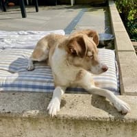 Birdy verschmust, anhänglich,zutraulich, Hund zur Adoption