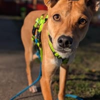 SALVIA  Familienanschluss gesucht, Hündin zur Adoption