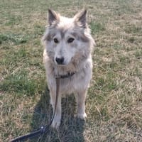 Vesi, Hündin zur Adoption