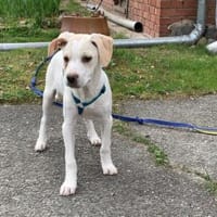 Arno möchte zu Ihnen gehören, Hund zur Adoption