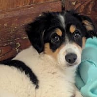 Süße Aida sucht Zuhause, Hündin zur Adoption