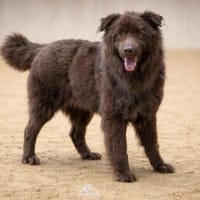 ARNE jetzt auf PS in 50170 Kerpen, NRW, Hund zur Adoption