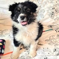 Frieda, Hündin zur Adoption