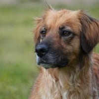 Lulu sucht engen Familienanschluss, Hündin zur Adoption