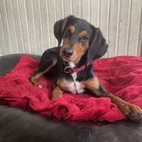 Xenon wünscht sich seine Familie, Hund zur Adoption