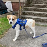 Möchten Sie Augusto ein Zuhause geben?, Hund zur Adoption