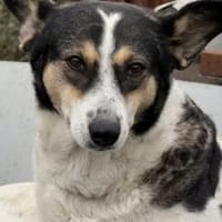 Noa ist bereit für ein neues Leben, Hündin zur Adoption