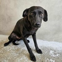 Ruhige Zaia, Hündin zur Adoption