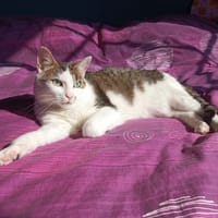 Romy PAB27539, chatte à adopter
