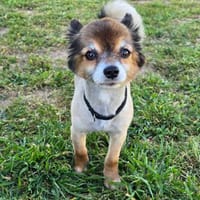 gecko, chien à adopter