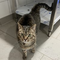 Chipie En cours d'adoption, chatte à adopter