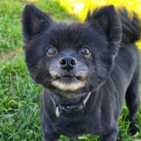 HATCHI, chien à adopter
