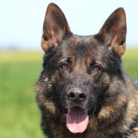 GHOST, chien à adopter