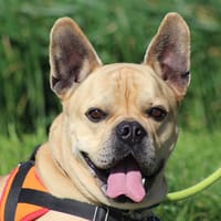 TIPLOUF, chien à adopter